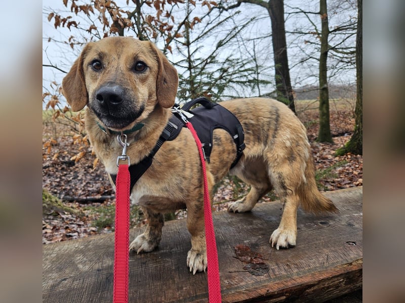 Piet sucht ein Zuhause