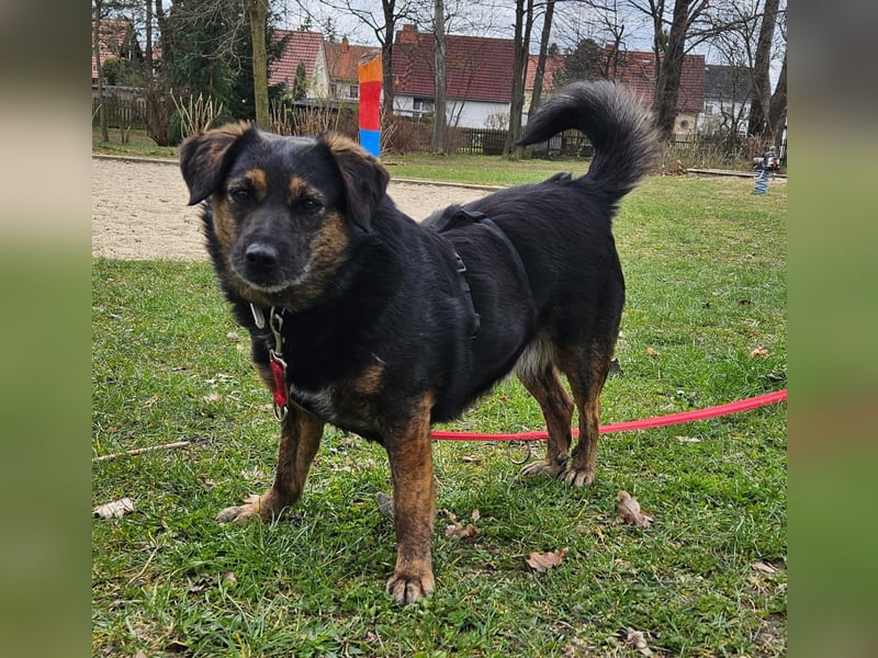 Phili sucht ein neues Zuhause