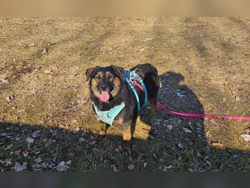 Phili sucht ein neues Zuhause