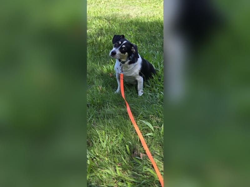 Ginny sucht ein neues Zuhause 