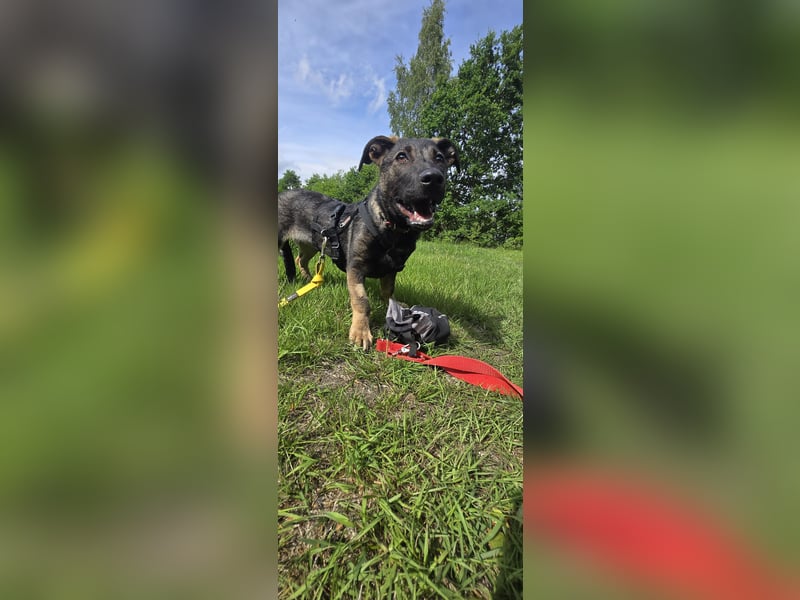 Änni sucht ein neues Zuhause