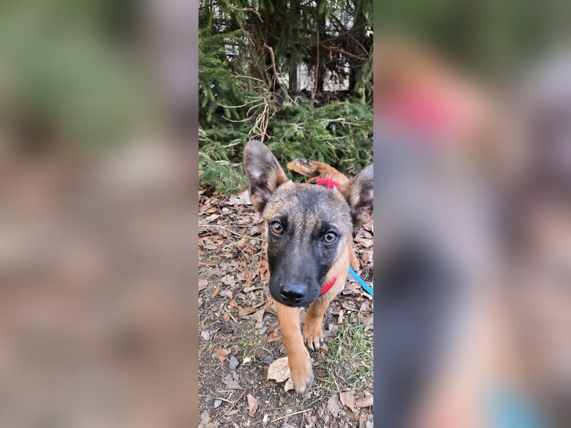 Minnimi sucht Familie mit Lust am Training