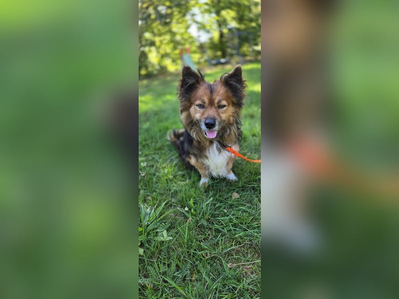 Lenny sucht ein neues Zuhause