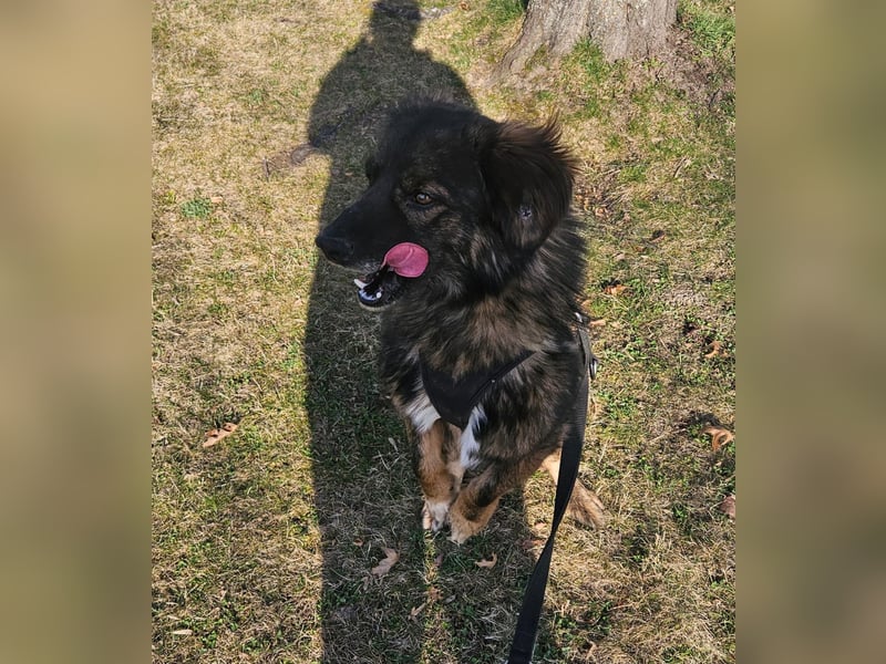 Elio sucht ein neues Zuhause