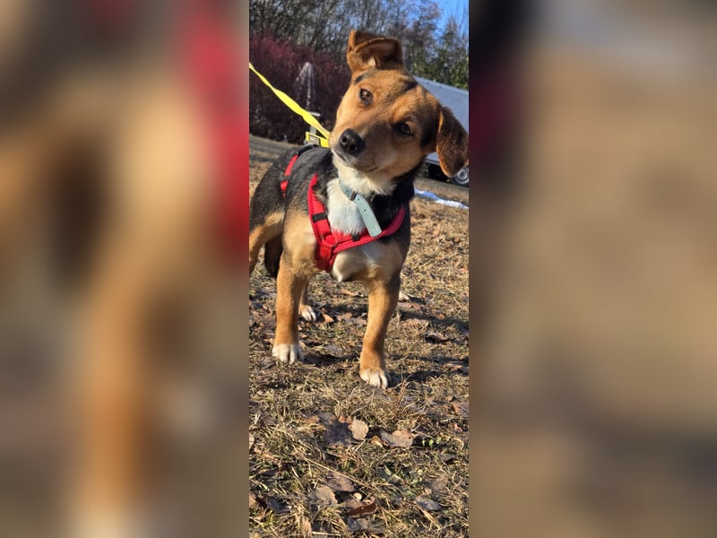 Kassandra sucht ein neues Zuhause