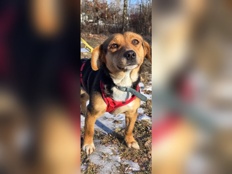 Kassandra sucht ein neues Zuhause