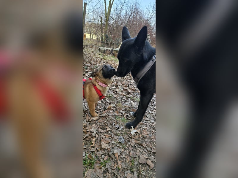 Minnimi sucht Familie mit Lust am Training