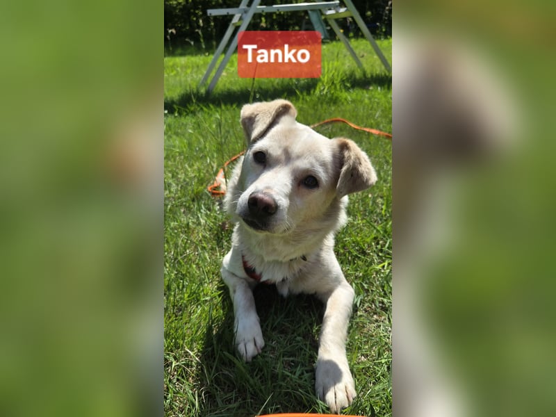 Tanko sucht seine Partner