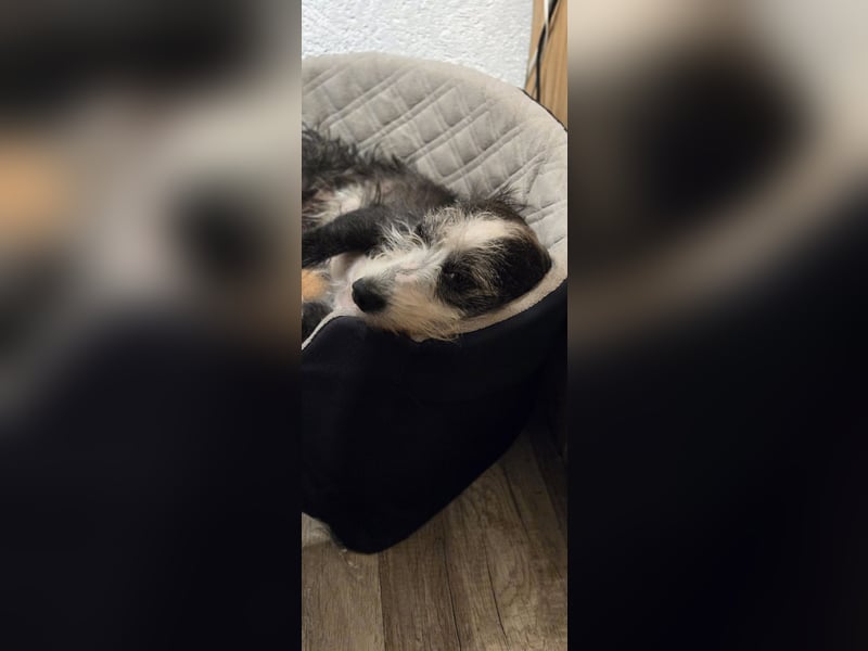 Vanilla sucht ein neues Zuhause