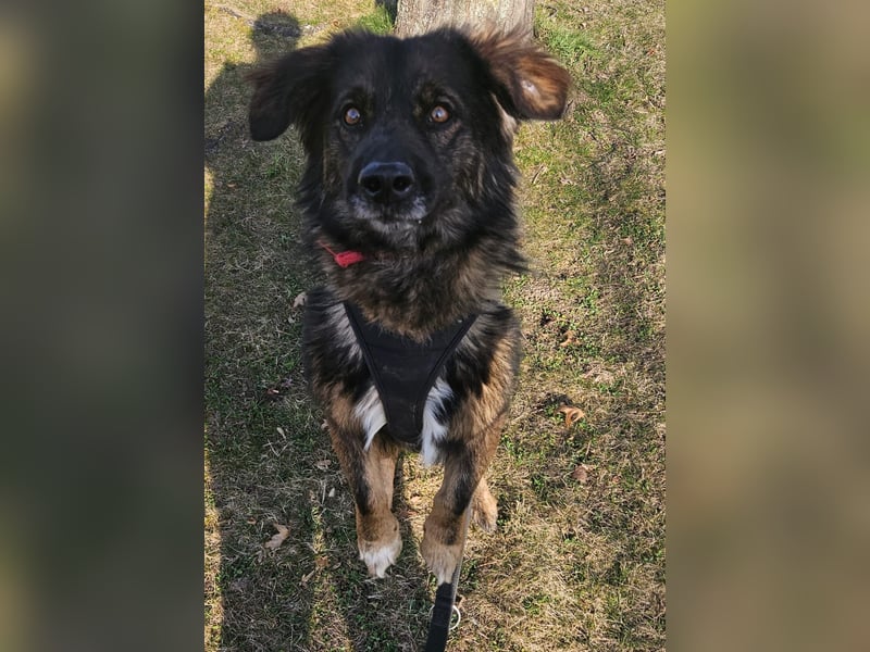 Elio sucht ein neues Zuhause