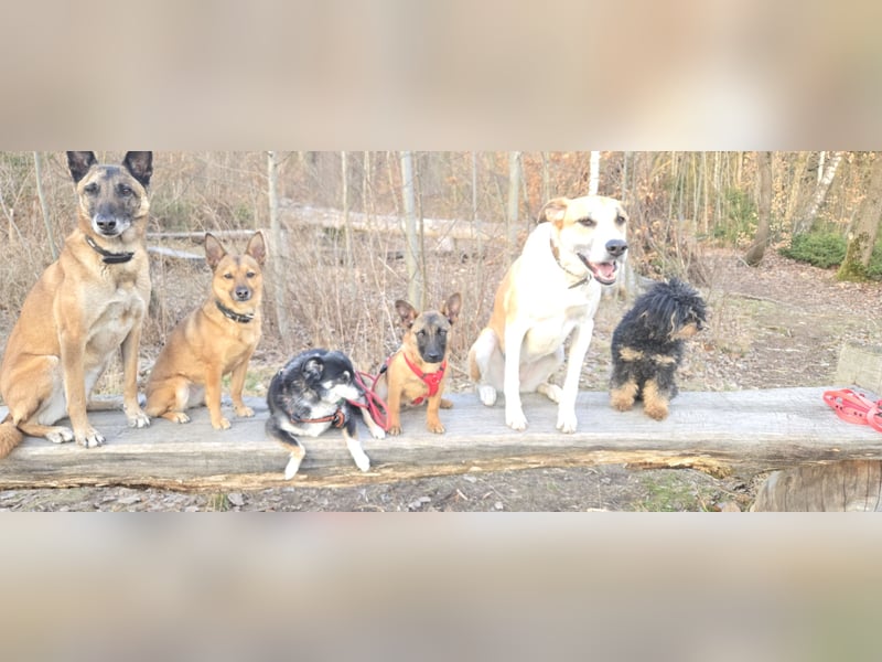 Minnimi sucht Familie mit Lust am Training