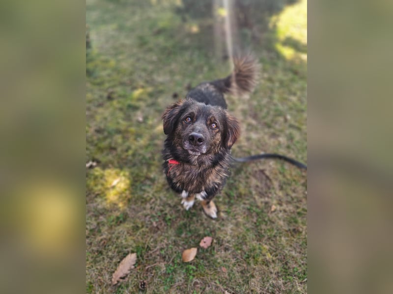 Elio sucht ein neues Zuhause