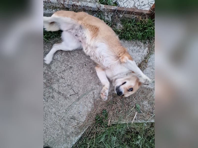 Nele, sanftes Wesen sucht ihre Menschen