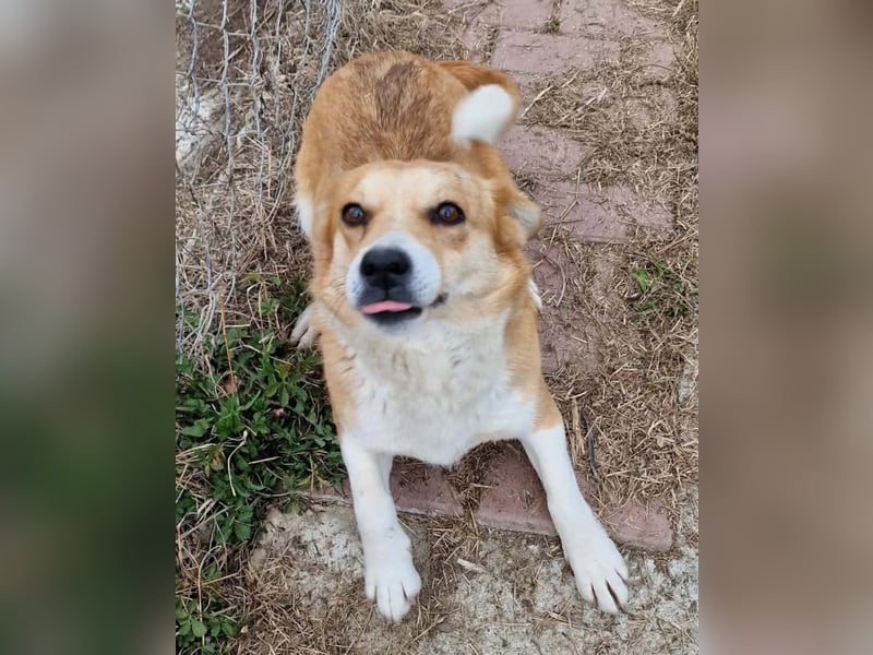 Nele, sanftes Wesen sucht ihre Menschen