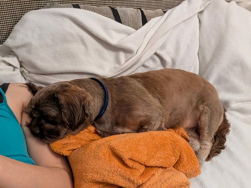 Maja, klein, schnuckelig sucht ihre Menschen