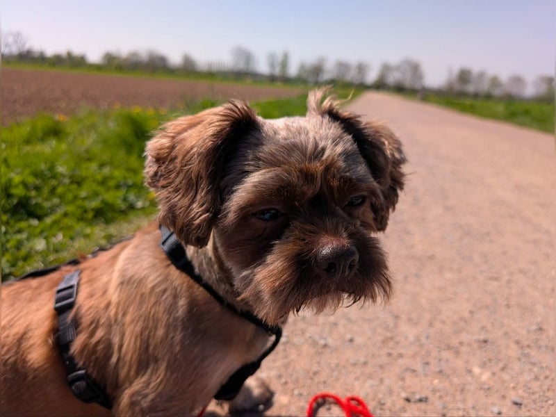 Maja, klein, schnuckelig sucht ihre Menschen