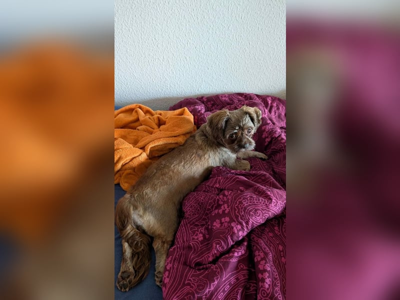 Maja, klein, schnuckelig sucht ihre Menschen