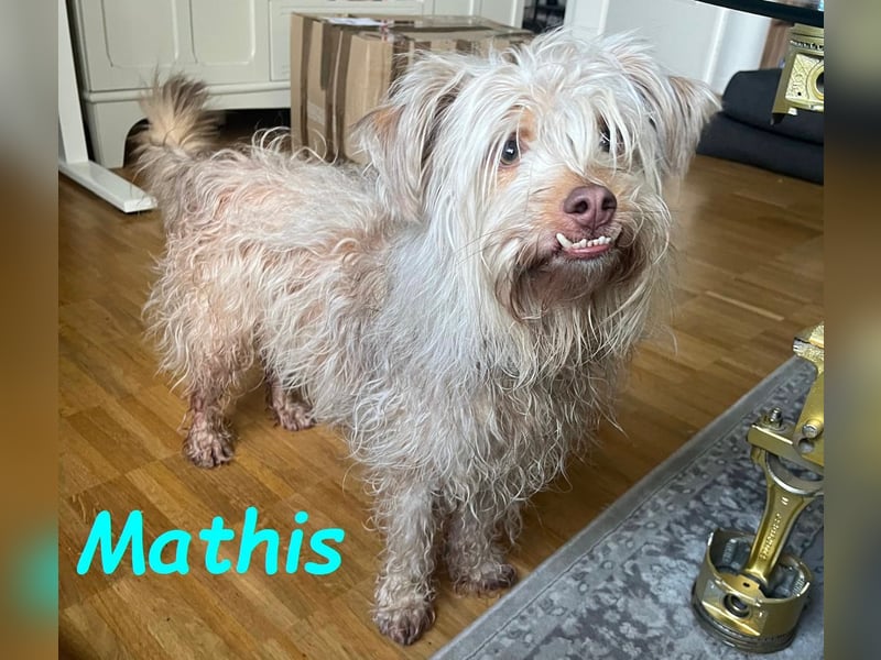 Mathis geb. 08/2022 (in Deutschland) - anhänglicher und aktiver kleiner Rüde!