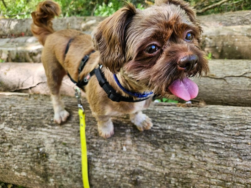 Maja, klein, schnuckelig sucht ihre Menschen