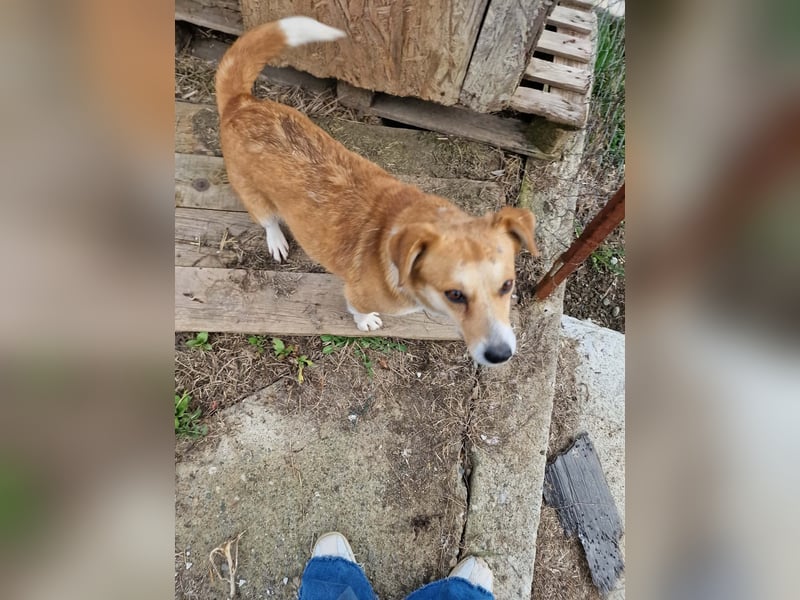 Nele, sanftes Wesen sucht ihre Menschen