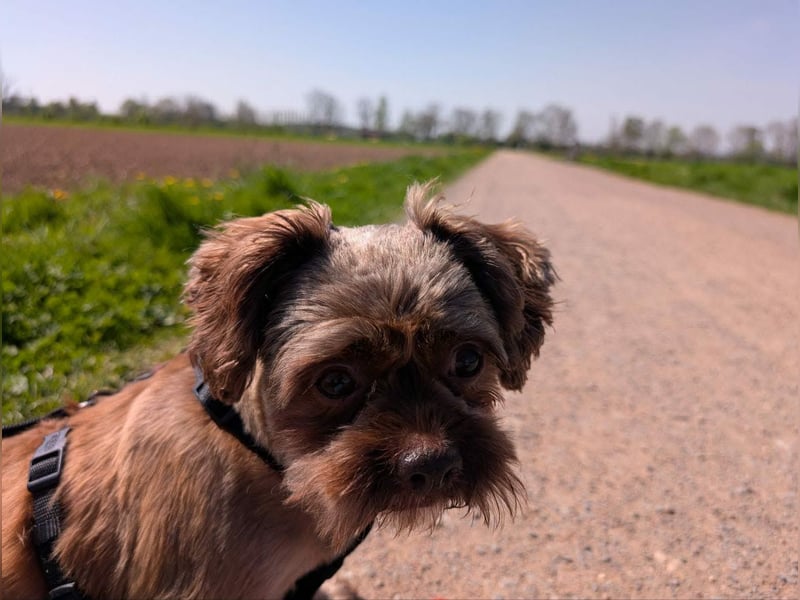 Maja, klein, schnuckelig sucht ihre Menschen