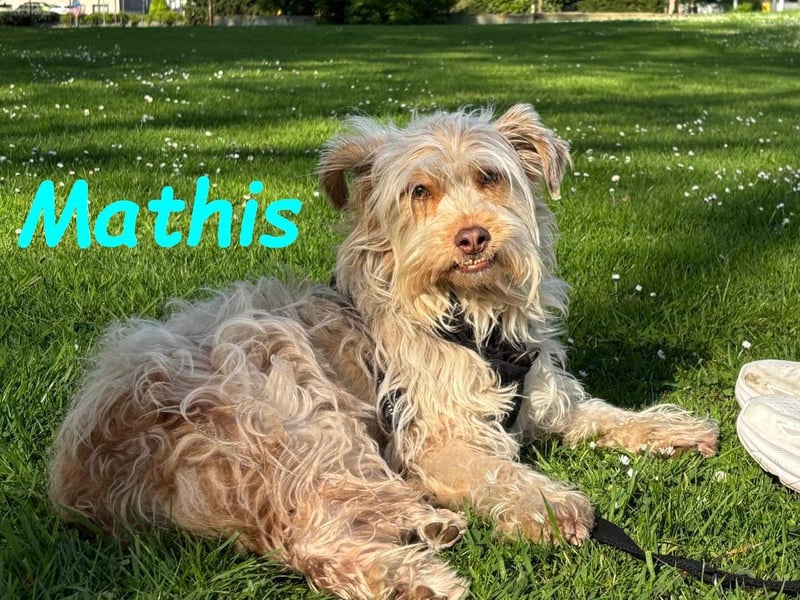 Mathis geb. 08/2022 (in Deutschland) - anhänglicher und aktiver kleiner Rüde!