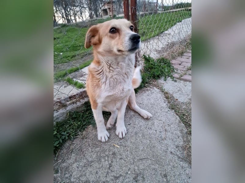 Nele, sanftes Wesen sucht ihre Menschen