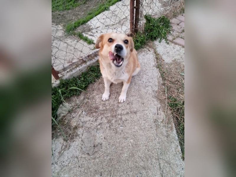 Nele, sanftes Wesen sucht ihre Menschen