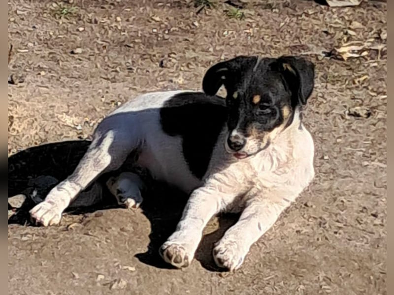 Vidar, kleiner Hundemann sucht sein Körbchen