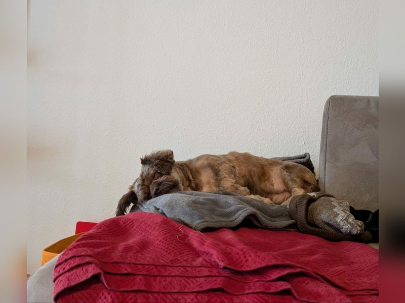 Maja, klein, schnuckelig sucht ihre Menschen