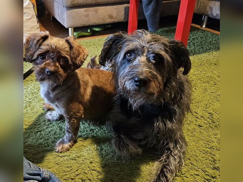 Maja, klein, schnuckelig sucht ihre Menschen