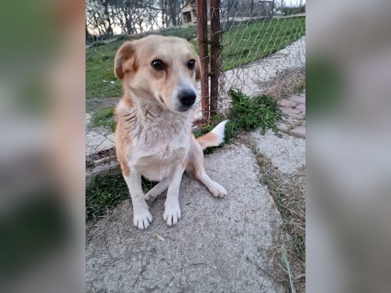 Nele, sanftes Wesen sucht ihre Menschen