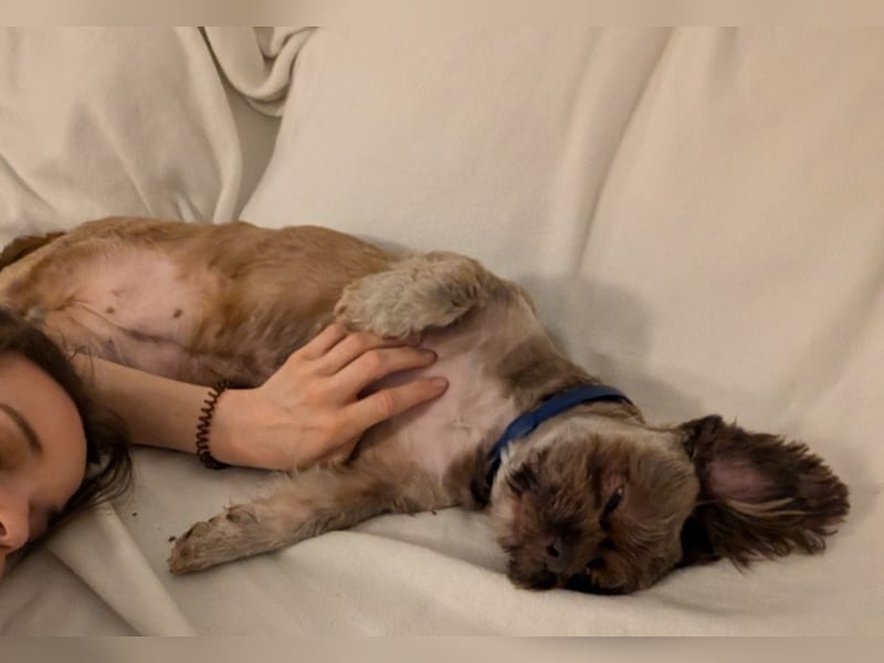 Maja, klein, schnuckelig sucht ihre Menschen