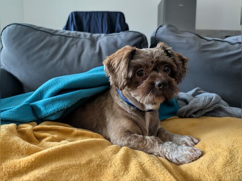 Maja, klein, schnuckelig sucht ihre Menschen