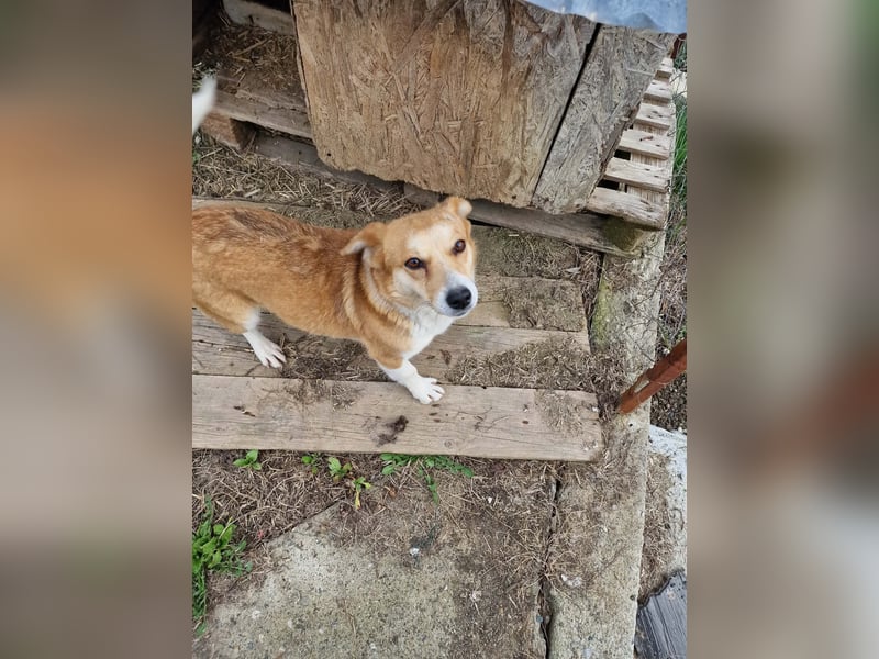 Nele, sanftes Wesen sucht ihre Menschen