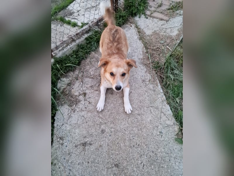 Nele, sanftes Wesen sucht ihre Menschen