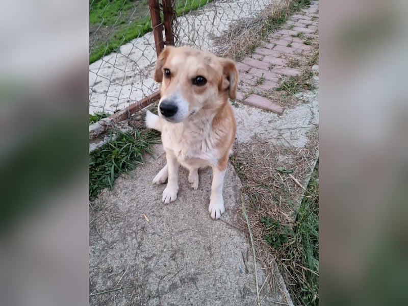 Nele, sanftes Wesen sucht ihre Menschen