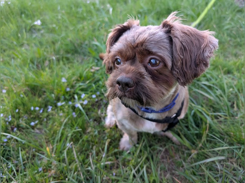 Maja, klein, schnuckelig sucht ihre Menschen