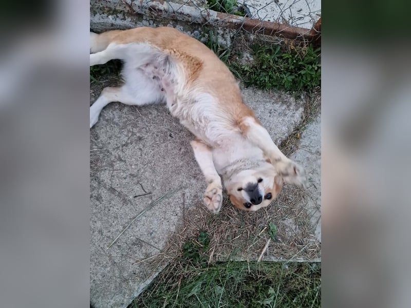 Nele, sanftes Wesen sucht ihre Menschen