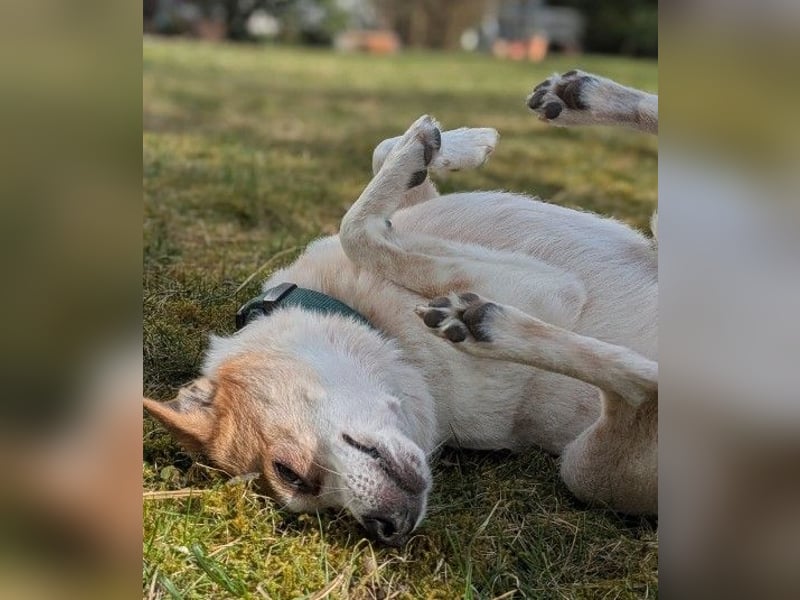 HOPE - sanfte, aufgeschlossene Hündin