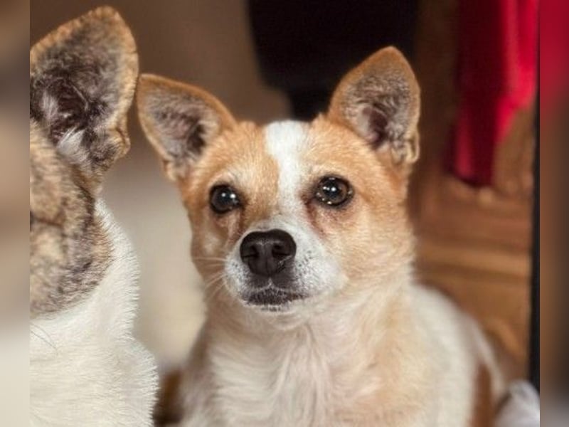 HOPE - sanfte, liebenswerte Hündin sucht ihr Für-Immer-Zuhause