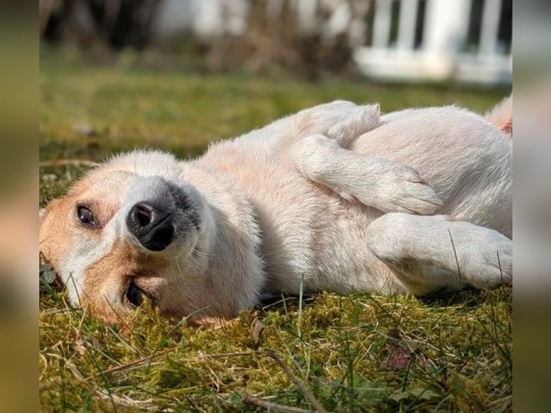 HOPE - sanfte, aufgeschlossene Hündin