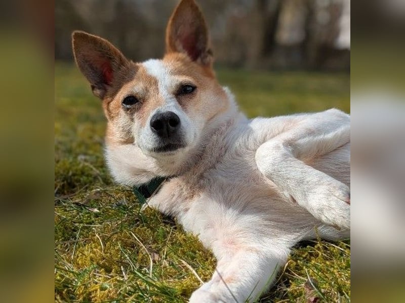 HOPE - sanfte, aufgeschlossene Hündin