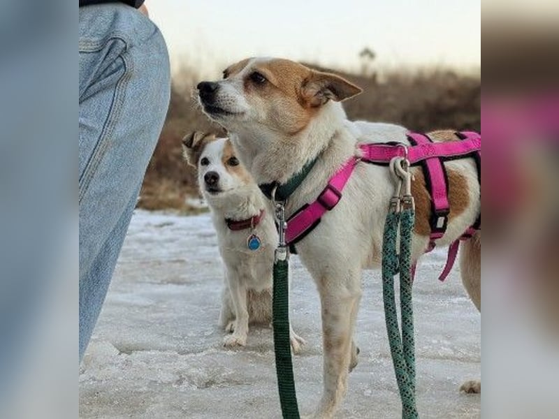 HOPE - sanfte, liebenswerte Hündin sucht ihr Für-Immer-Zuhause