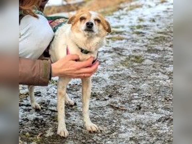 HOPE - sanfte, liebenswerte Hündin sucht ihr Für-Immer-Zuhause