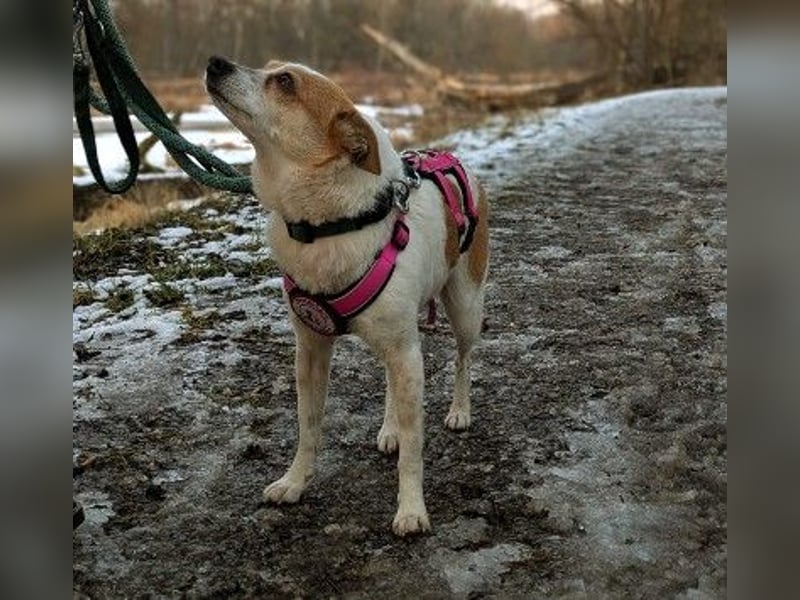 HOPE - sanfte, aufgeschlossene Hündin