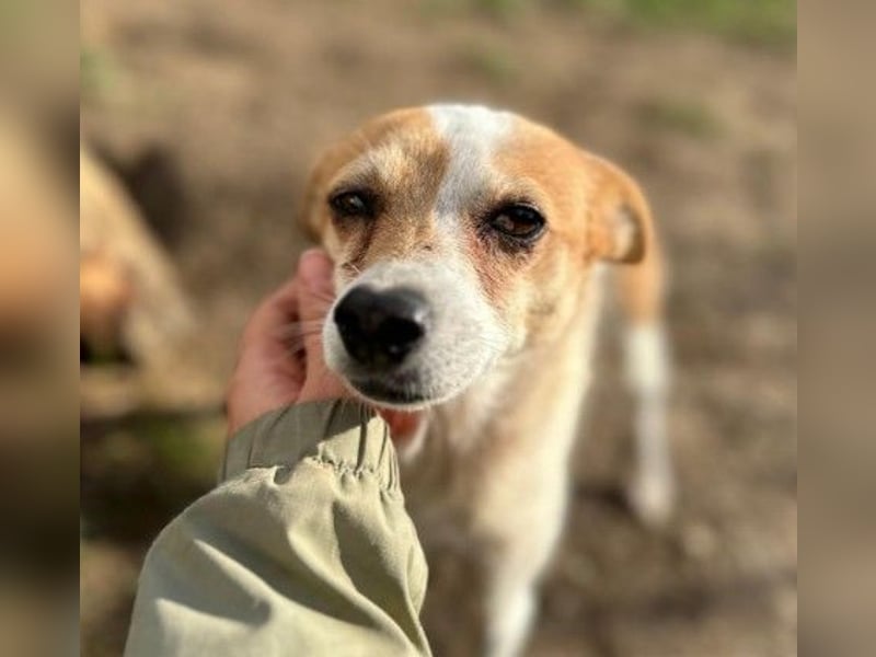 HOPE - sanfte, aufgeschlossene Hündin