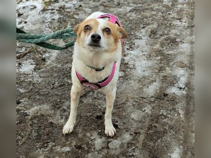 HOPE - sanfte, aufgeschlossene Hündin