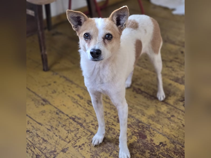 HOPE - sanfte, aufgeschlossene Hündin