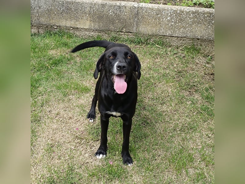 Dea  - junge freundliche Hündin